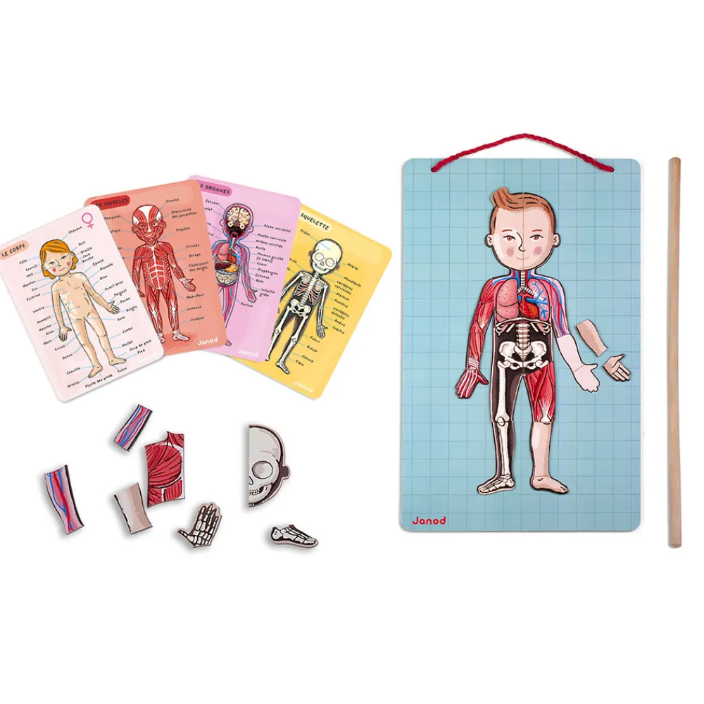Janod Jeux Éducatifs Primaire|Jeux Éducatifs Science & Géographie*Body Magnet L'Anatomie - 12 langues