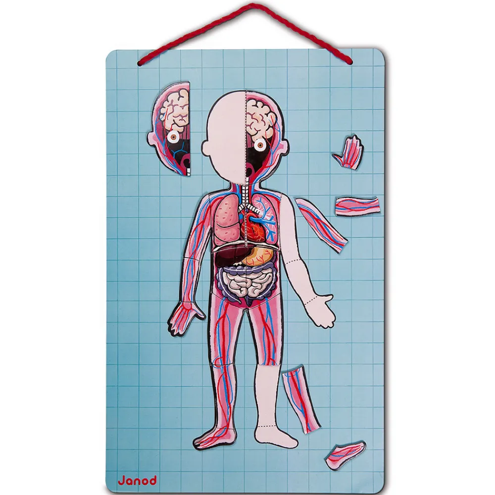 Janod Jeux Éducatifs Primaire|Jeux Éducatifs Science & Géographie*Body Magnet L'Anatomie - 12 langues